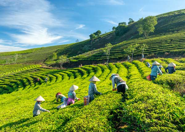 Tan Tien Tea